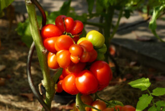 The Heirloom Reisetomate Tomato
